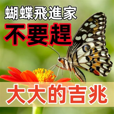 蝴蝶來我家|【家裡飛進蝴蝶】家裡出現嬌客！蝴蝶飛來代表大吉兆，千萬別揮。